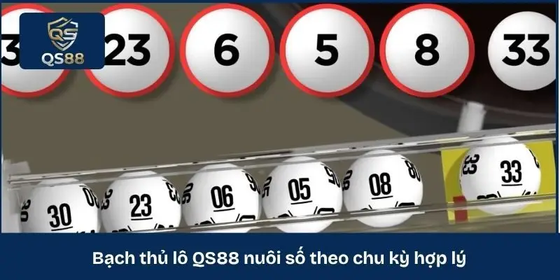 Bạch thủ lô QS88 nuôi số theo chu kỳ hợp lý