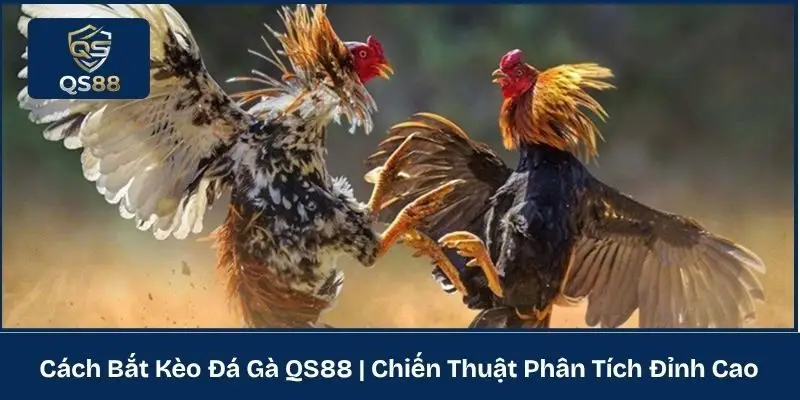 Cách Bắt Kèo Đá Gà QS88 | Chiến Thuật Phân Tích Đỉnh Cao