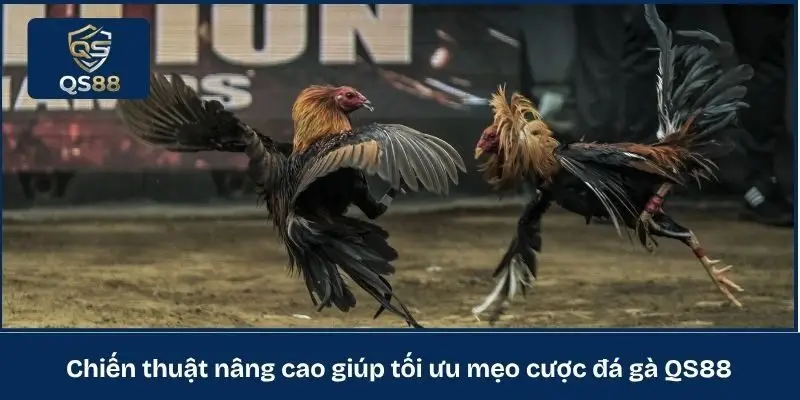 Chiến thuật nâng cao giúp tối ưu mẹo cược đá gà QS88