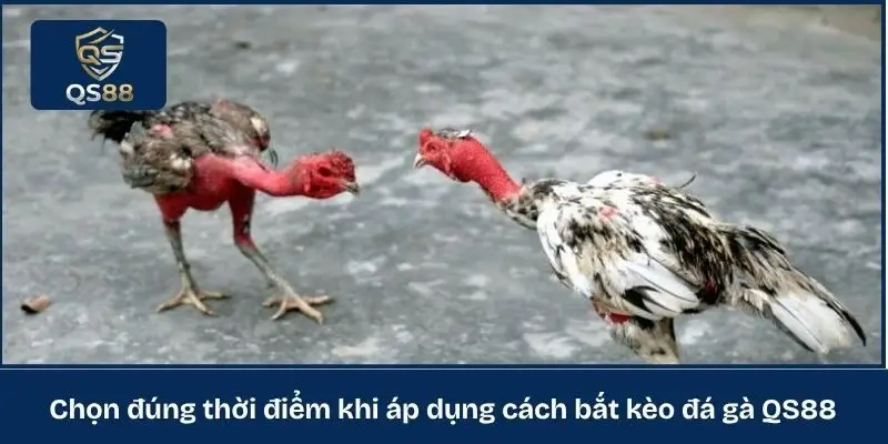 Chọn đúng thời điểm khi áp dụng cách bắt kèo đá gà QS88