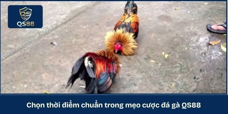Chọn thời điểm chuẩn trong mẹo cược đá gà QS88