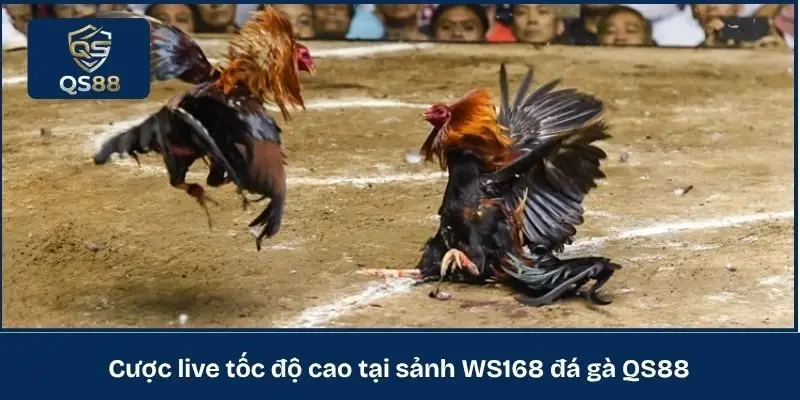Cược live tốc độ cao tại sảnh WS168 đá gà QS88