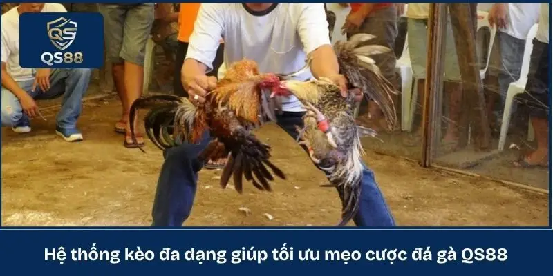 Hệ thống kèo đa dạng giúp tối ưu mẹo cược đá gà QS88