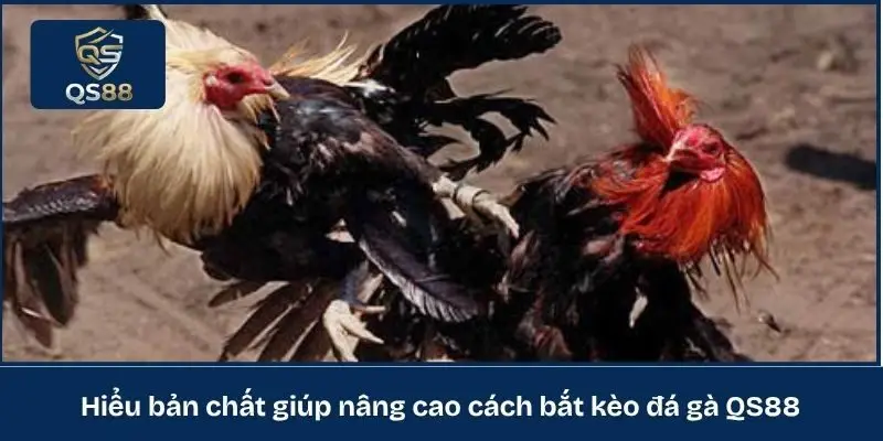 Hiểu bản chất giúp nâng cao cách bắt kèo đá gà QS88