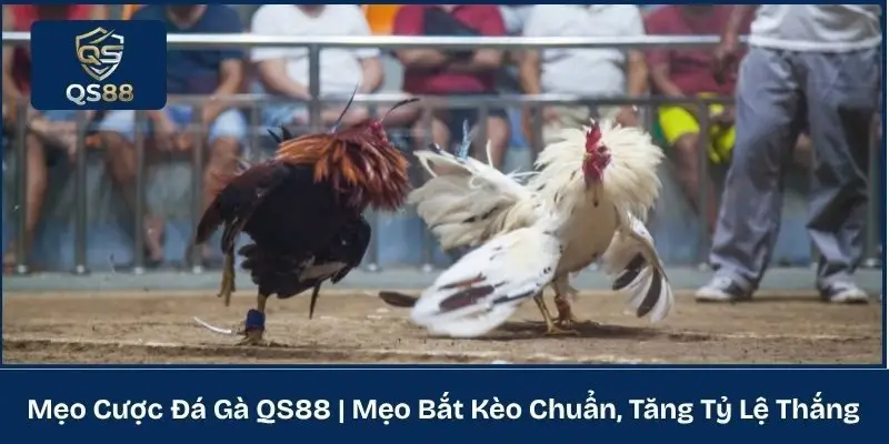 Mẹo Cược Đá Gà QS88 | Mẹo Bắt Kèo Chuẩn, Tăng Tỷ Lệ Thắng