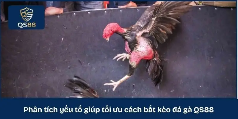 Phân tích yếu tố giúp tối ưu cách bắt kèo đá gà QS88
