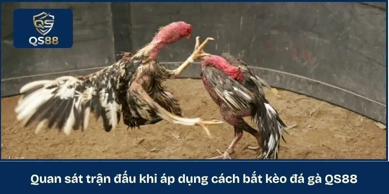 Quan sát trận đấu khi áp dụng cách bắt kèo đá gà QS88