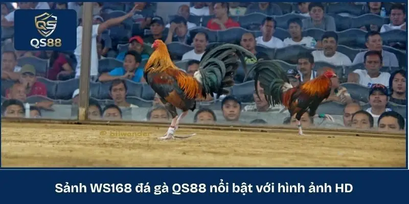 Sảnh WS168 đá gà QS88 nổi bật với hình ảnh HD 