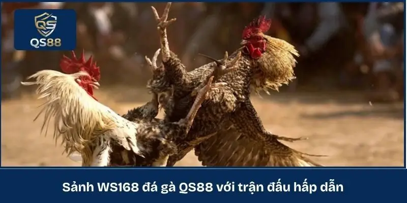 Sảnh WS168 đá gà QS88 với trận đấu hấp dẫn