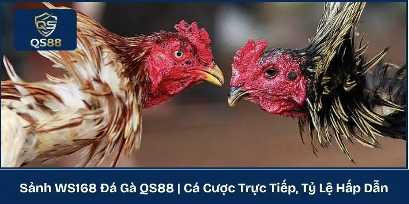 Sảnh WS168 Đá Gà QS88 | Cá Cược Trực Tiếp, Tỷ Lệ Hấp Dẫn