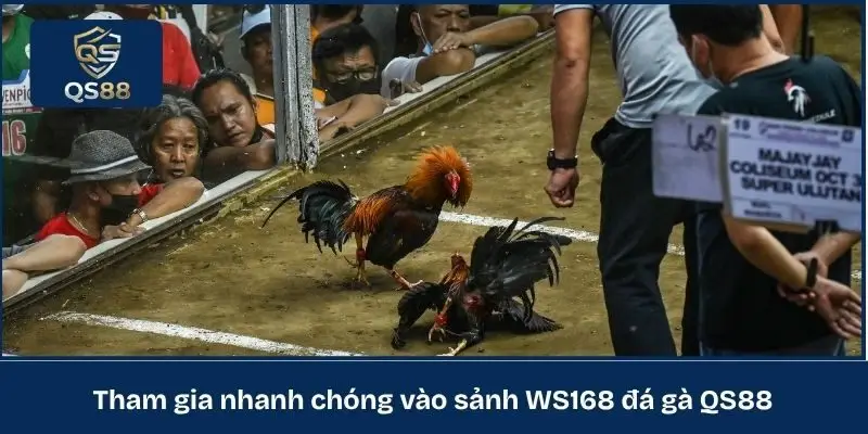 Tham gia nhanh chóng vào sảnh WS168 đá gà QS88